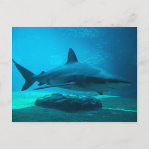 Cartão Postal Tubarão-roxo (Carcharhinus Obscurus), Ushaka