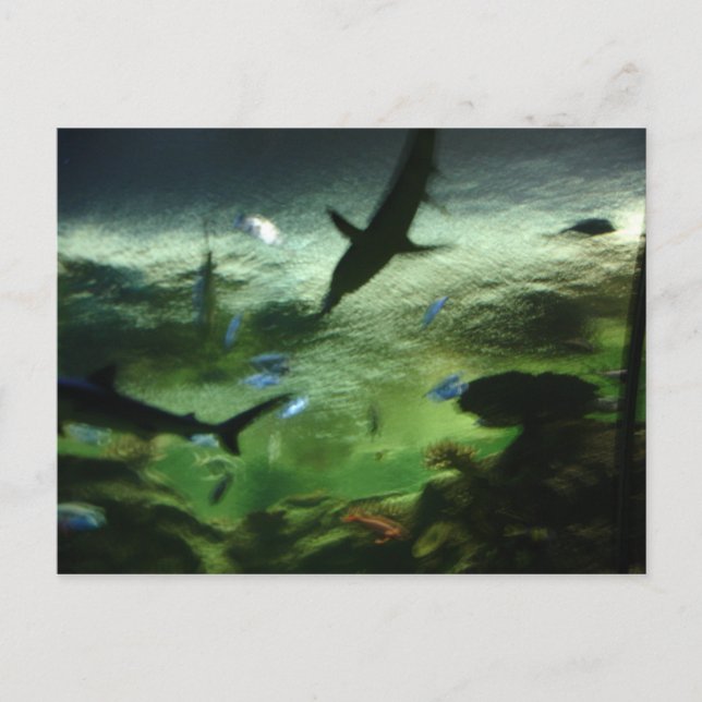 Cartão Postal Tubarões (Frente)