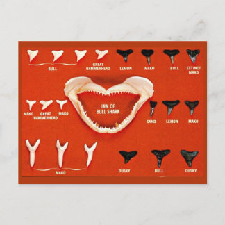 Cartão Postal Tubarões da Florida
