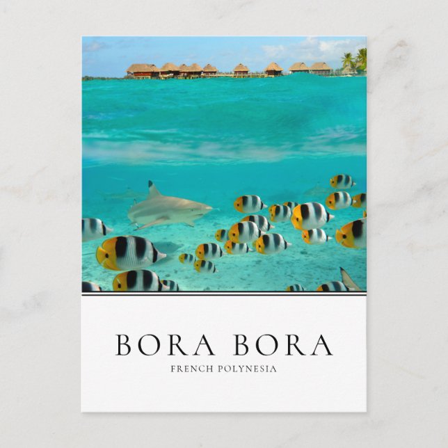 Cartão Postal Tubarões e peixes em Bora Bora, Polinésia Francesa (Frente)