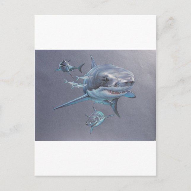 Cartão Postal Tubarões na baía (Frente)