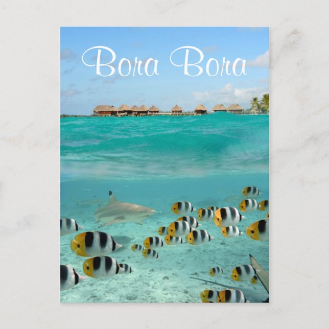 Cartão Postal Tubarões perseguindo peixes em Bora Bora (Frente)