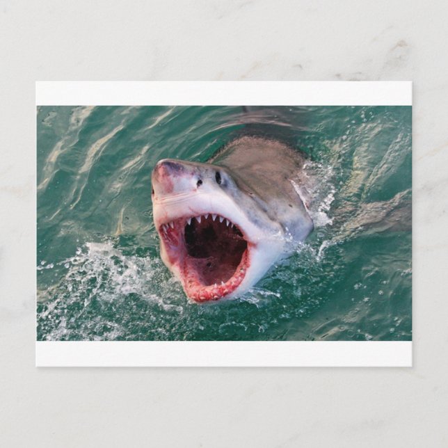 Cartão Postal Tubarões Saindo Do Oceano (Frente)