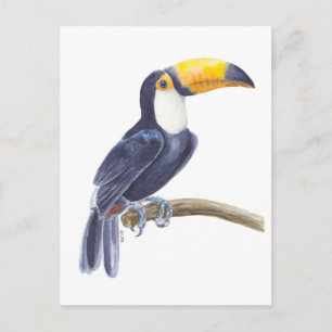 Cartão Postal Tucano, ave tropical