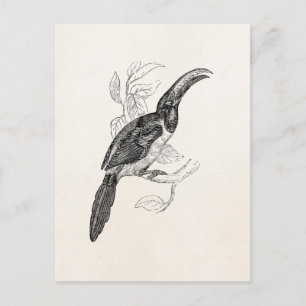Cartão Postal Tucano Vintage - Pássaros Tropicais dos anos 1800 