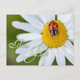 Cartão Postal Tudo de bom com a sorte do besouro mariquita