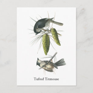 Cartão Postal Tufted Titmouse, John Audubon