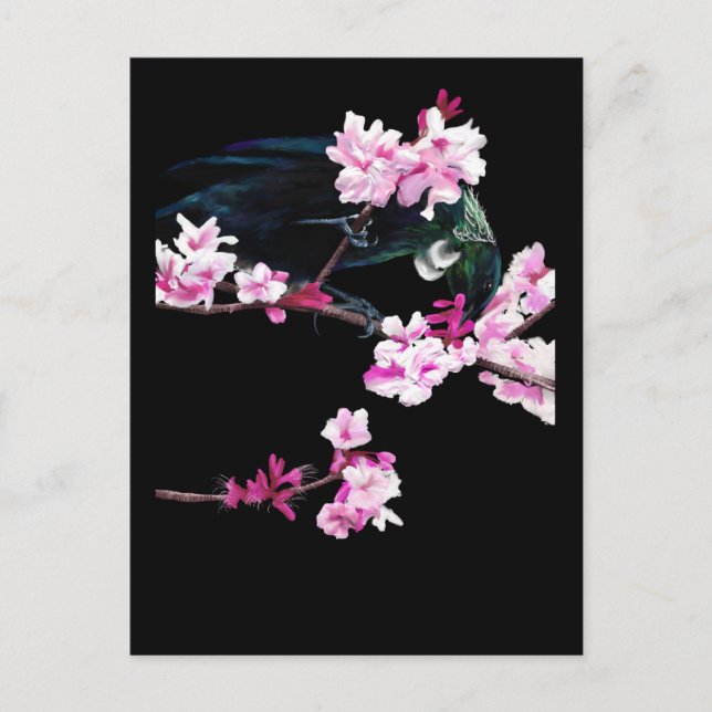 Cartão Postal Tui Feeding on Cherry Blossoms (Frente)