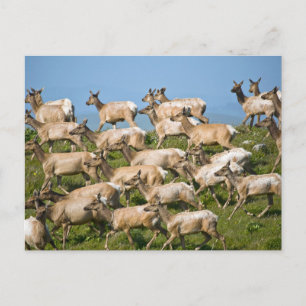 Cartão Postal Tule Elk Parque Nacional da Costa de Point Reyes,