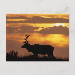Cartão Postal Tule Elk Parque Nacional Point Reyes