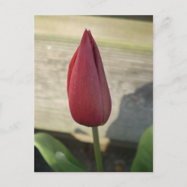 Cartão Postal Tulip (Frente)