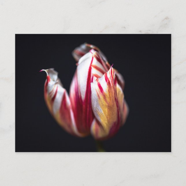 Cartão Postal Tulip (Frente)