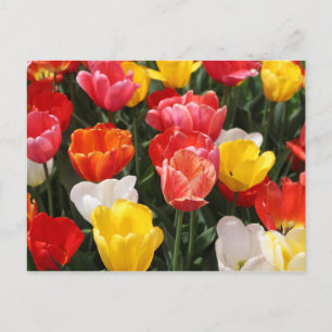 Cartão postal Tulip