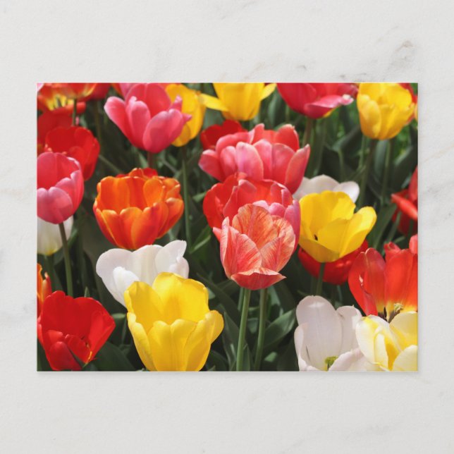 Cartão postal Tulip (Frente)