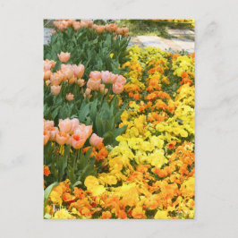 Cartão Postal Tulip [Cartão postal]