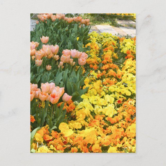 Cartão Postal Tulip [Cartão postal] (Frente)
