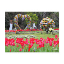 Tulip [Cartão postal]