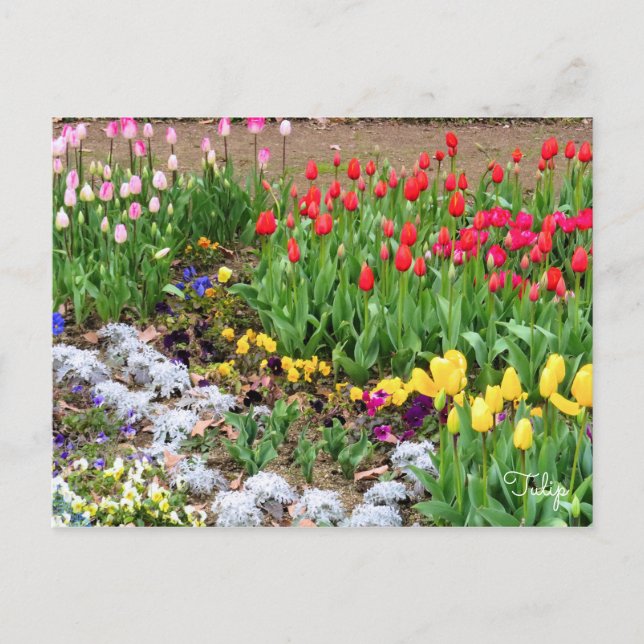 Cartão Postal Tulip [Cartão postal] (Frente)