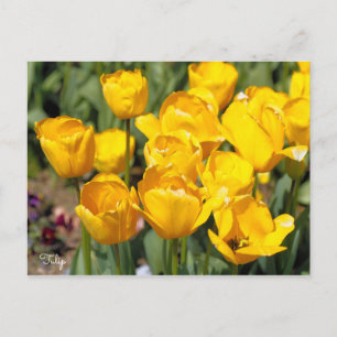 Cartão Postal Tulip [Cartão postal]
