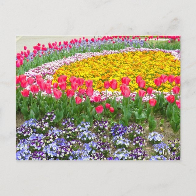 Cartão Postal Tulip [Cartão postal] (Frente)