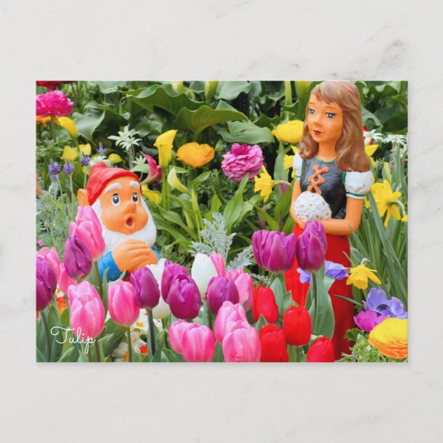 Cartão Postal Tulip [Cartão postal] (Frente)