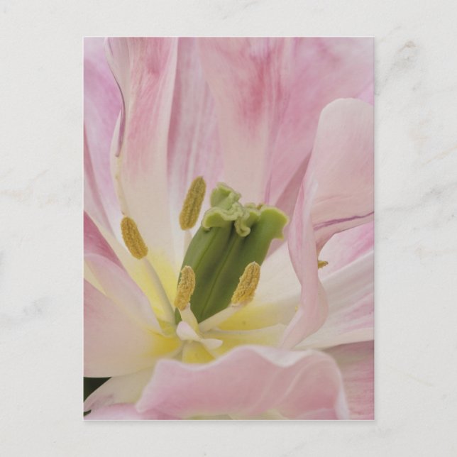 Cartão Postal Tulip close, Keukenhof Gardens, Lisse, (Frente)