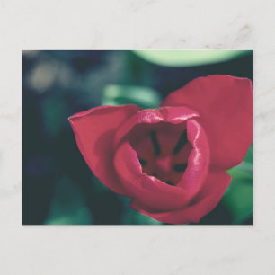 Cartão Postal Tulip de Red Vintage