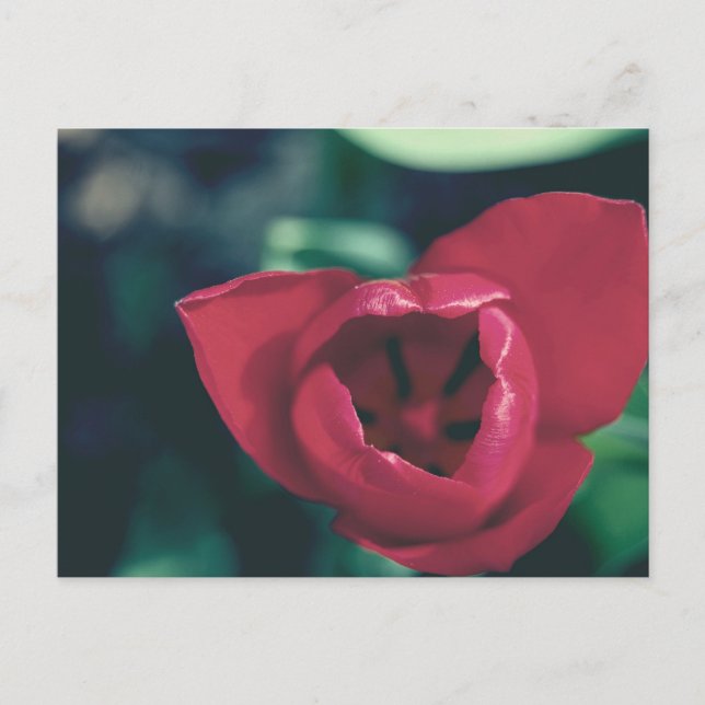 Cartão Postal Tulip de Red Vintage (Frente)