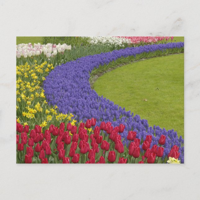 Cartão Postal Tulip e Grape Hyacinth e daffodil jarden, (Frente)