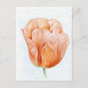 Cartão Postal Tulip em cor de pêssego