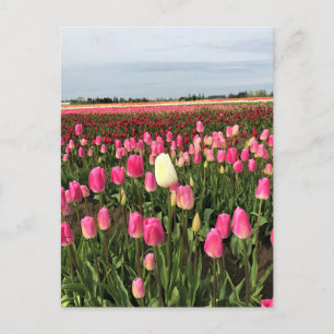Cartão Postal Tulip Fazenda em Oregon