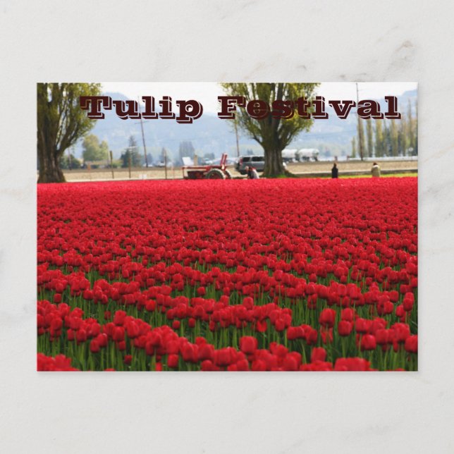 Cartão Postal Tulip Festival (Frente)