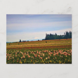 Cartão Postal Tulip Field com Mt. Hood, Oregon