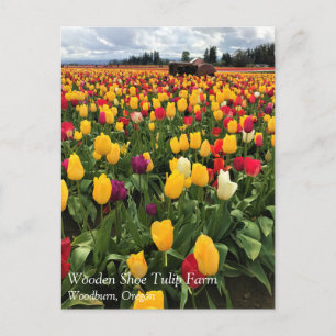 Cartão Postal Tulip Field com Old Trator, Oregon Postcard
