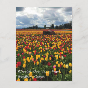 Cartão Postal Tulip Field com Old Trator, Oregon Postcard