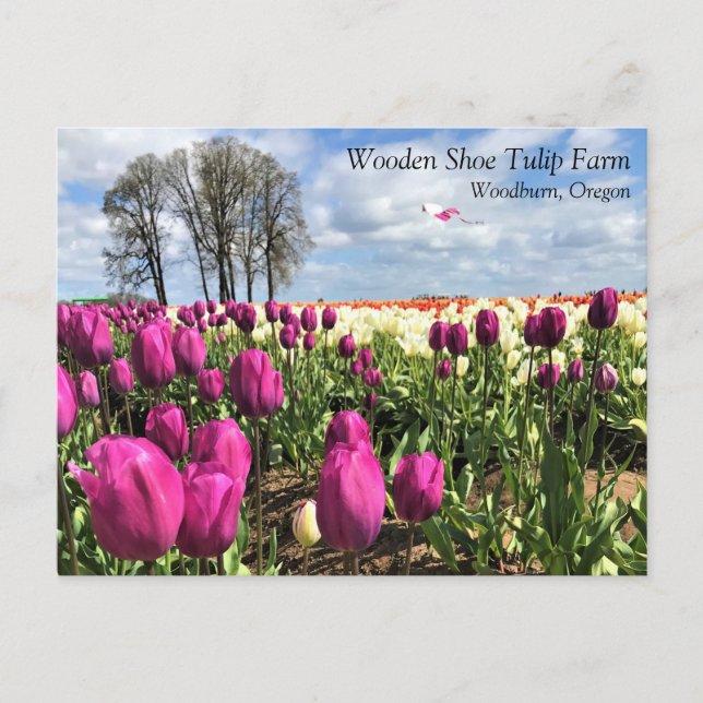Cartão Postal Tulip Field with Kite, Oregon Postcard (Frente)