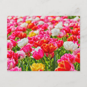 Cartão Postal Tulip Garden