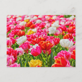 Cartão Postal Tulip Garden