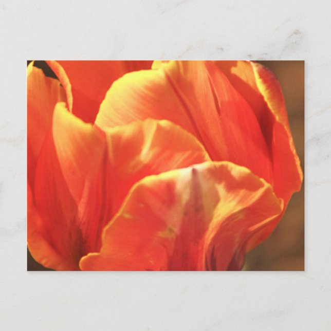 Cartão Postal Tulip on Fire (Frente)