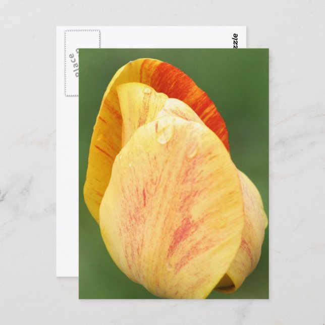Cartão Postal Tulip Petals Flower Photography Personalized (Frente/Verso)