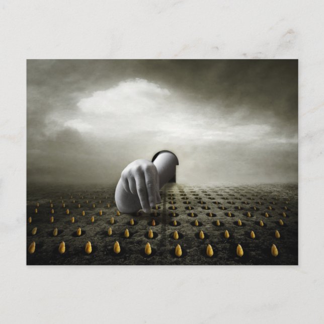 Cartão Postal Tulip thief 2013 (Frente)