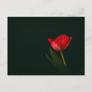 Cartão Postal Tulip Vermelho solteiro