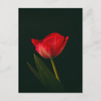 Tulip Vermelho solteiro