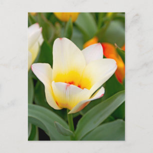 Cartão Postal Tulipa