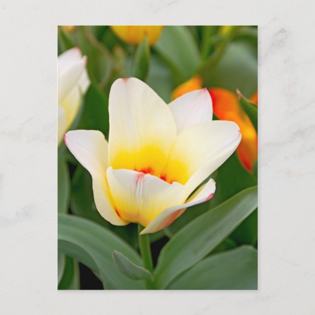 Cartão Postal Tulipa (Frente)