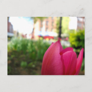 Cartão Postal tulipa