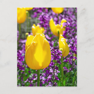 Cartão Postal Tulipa Amarela