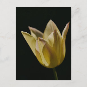 Cartão Postal Tulipa Amarela