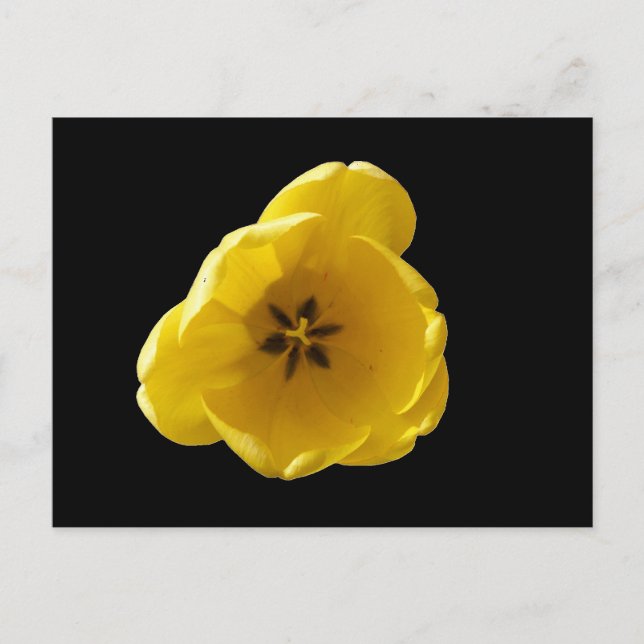Cartão Postal Tulipa Amarela (Frente)
