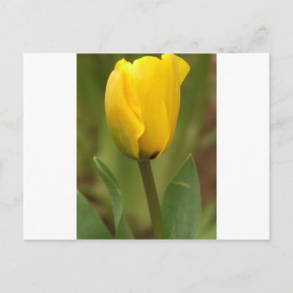 Cartão Postal Tulipa Amarela